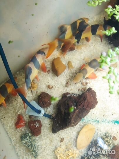 Боция клоун