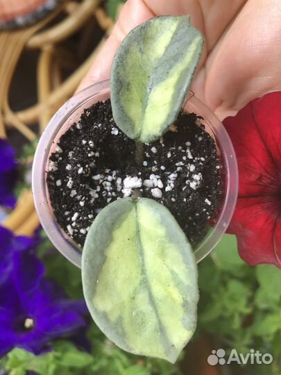 Хойя Аргентия Принцесса - укореняшки