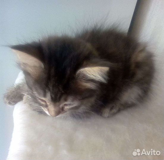 Отдам котиков в хорошие руки. К лотку приучены