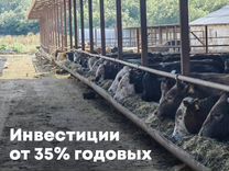 Инвестиции в фермерское хозяйство на юге России