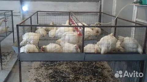 Куры бройлеры