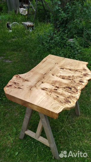 Каповый тополь калиброванный