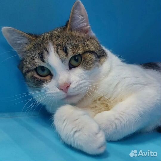 Котенок Плюша ищет дом