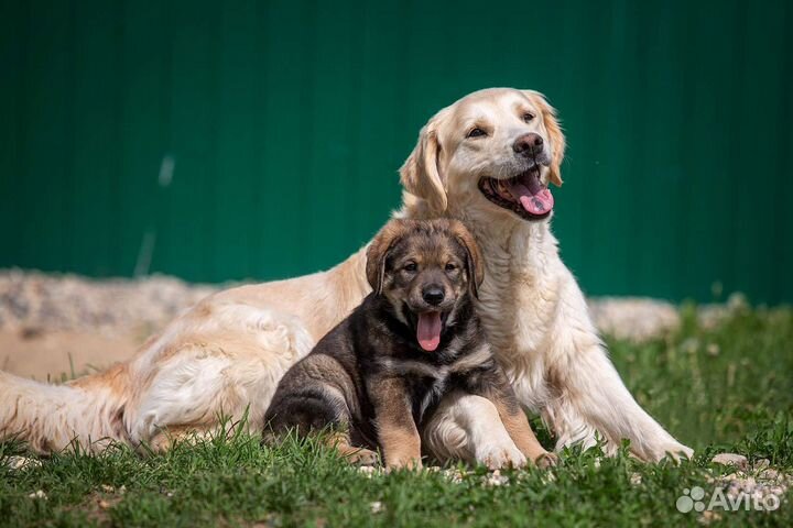 Щенок в добрые руки