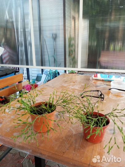 Комнатные цветы хатиора