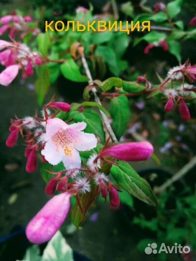 Кольквиция,дейция,вейгела и др