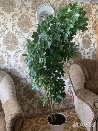 Шефлера комнатное дерево