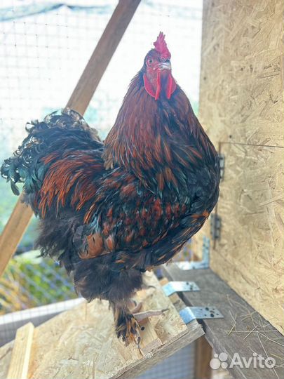 Молодые петухи