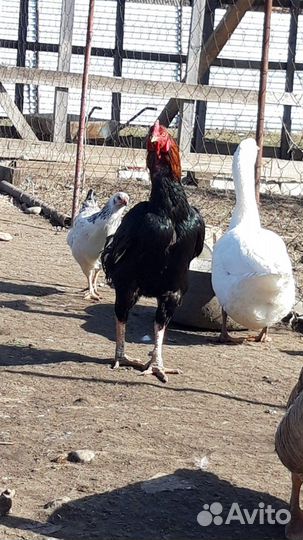 Петух бойцовский