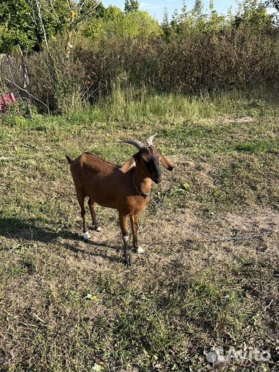 Коза дойная нубийская