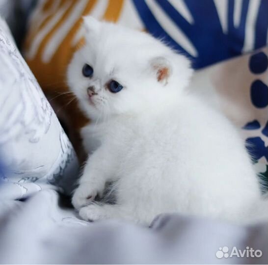 Белый британский котёнок