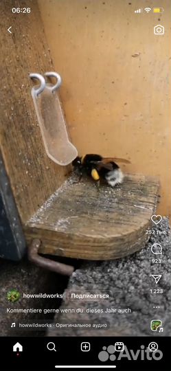 Пчелопакеты