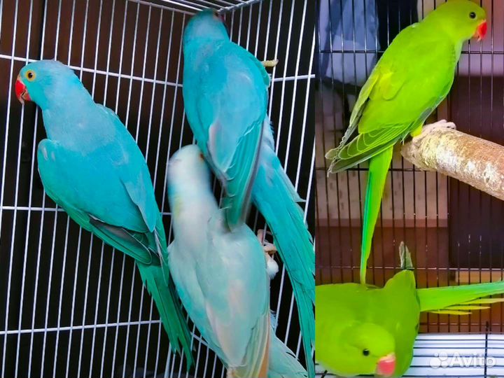 Попугай ожереловый, монах квакер, амазон, ручные