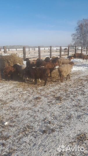 Курдючные бараны овцы