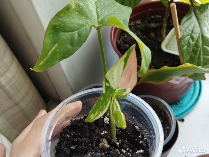 Сингониум ред спот триколор