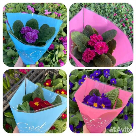 Цветы к 8 марта в горшках