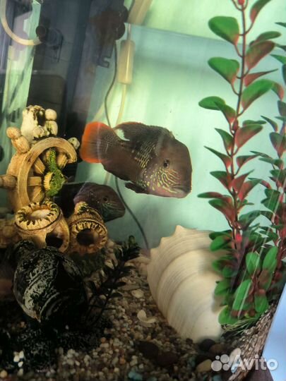 Рыбки акара