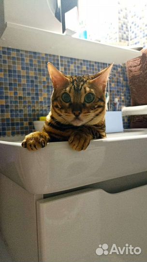 Бенгальская