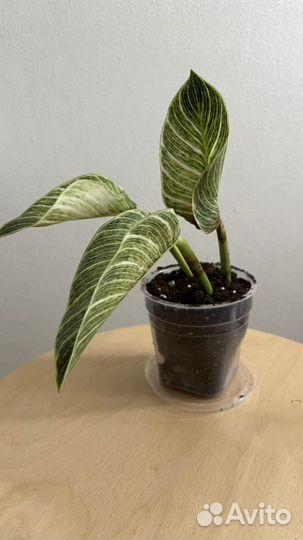 Филодендрон биркин
