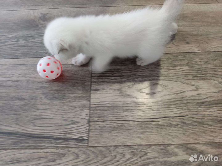 Шотландские вислоухие котята