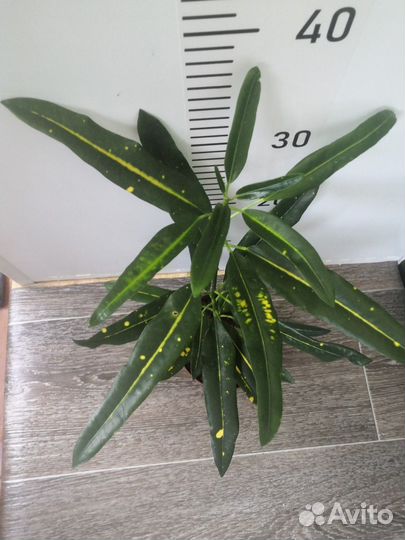 Кротон (кодиеум) санни стар