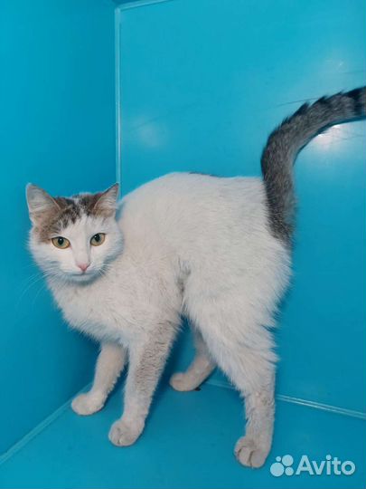 Кошка Магия в дар бесплатно