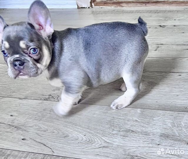 Французики