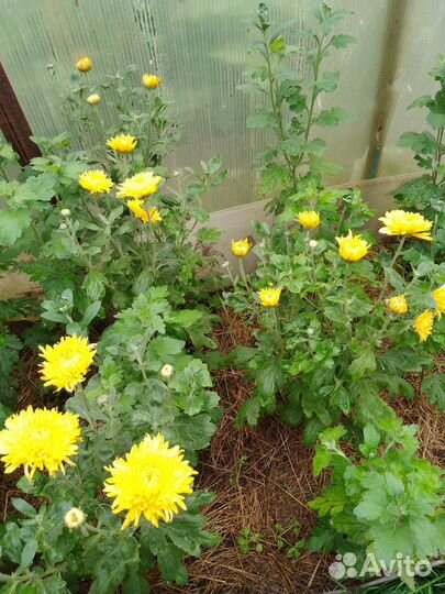 Хризантемы посадочный материал