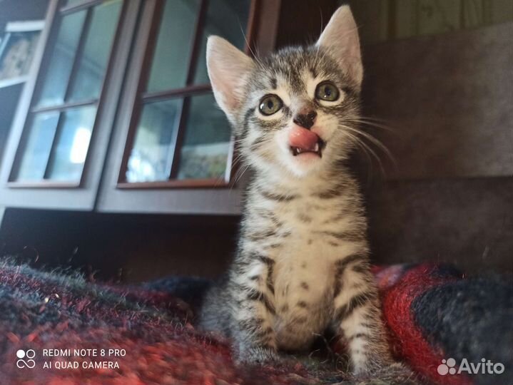 Кошка в дар