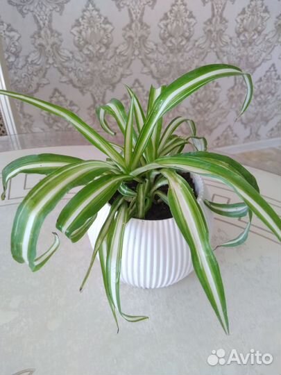 Олеандр махровый,эониум