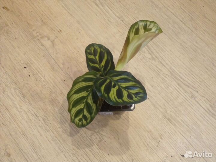 Калатея 10 сортов