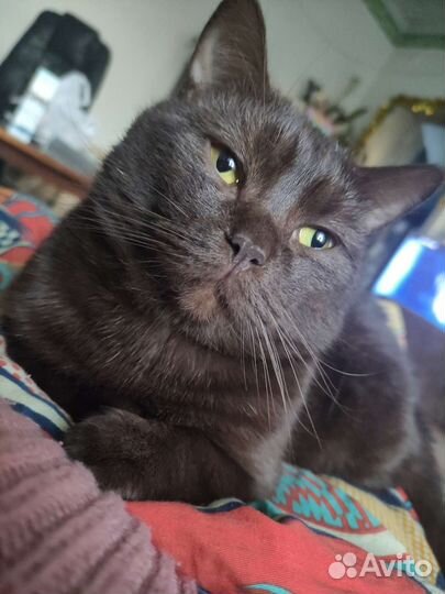 Шотландский кот вязка