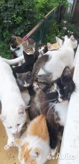 Котята в добрые руки