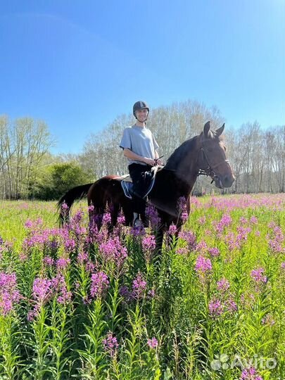 Конные прогулки, прокат лошади
