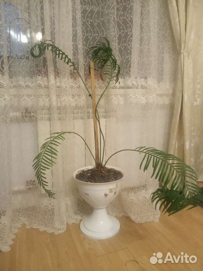 Цикос