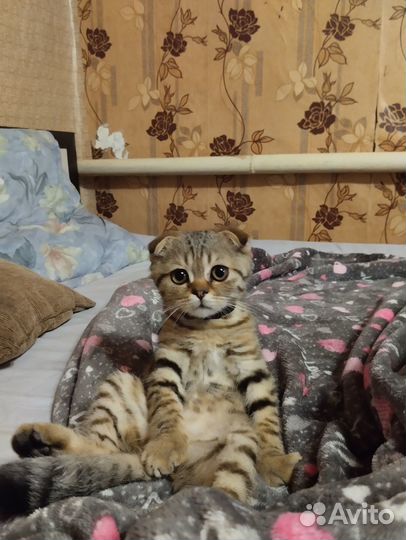 Продам котенка