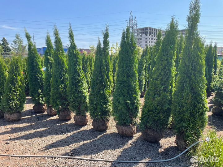 Туя Крупномеры