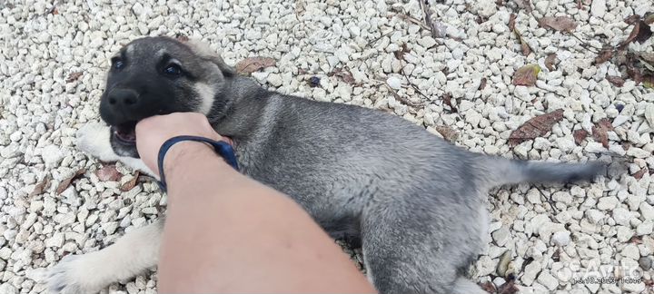 Щенки Восточно-европейская овчарка