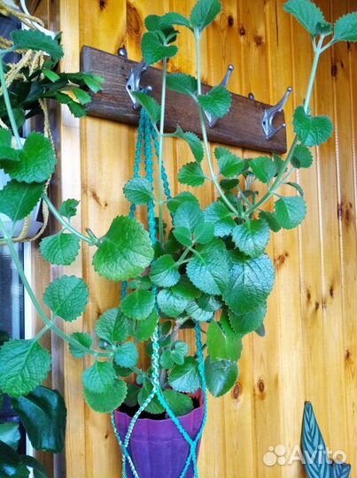 Мята комнатная (плектрантус)