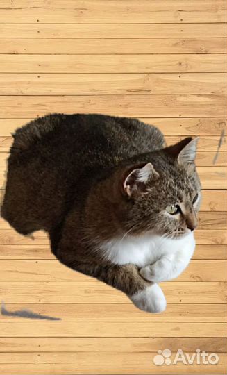 Кошка в добрые руки