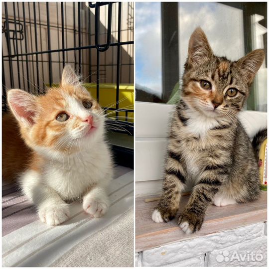 Малыши котятки