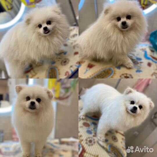 Грумер стрижка собак