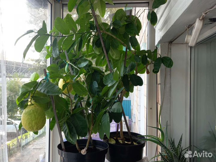 Лимон комнатный