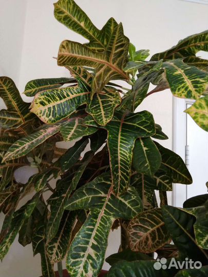 Кодиеум кротон