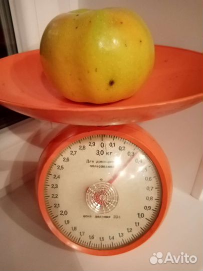 Яблоки домашние