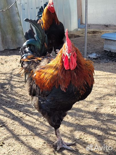 Мараны молодые