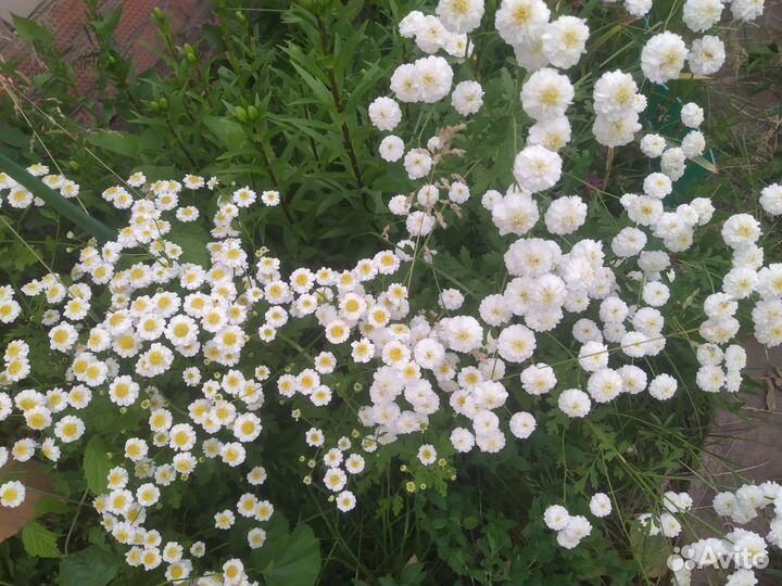 Ромашки