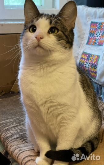 Котята бесплатно в хорошие руки