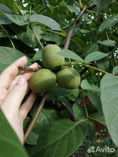 Саженцы грецкого ореха