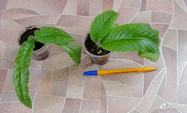 Фиалка, стрептокаппус